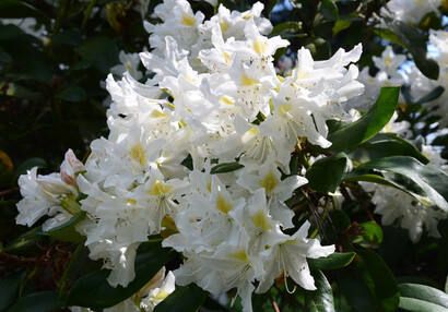 rododendron
